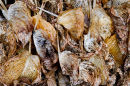 Dead Hosta Leaves.